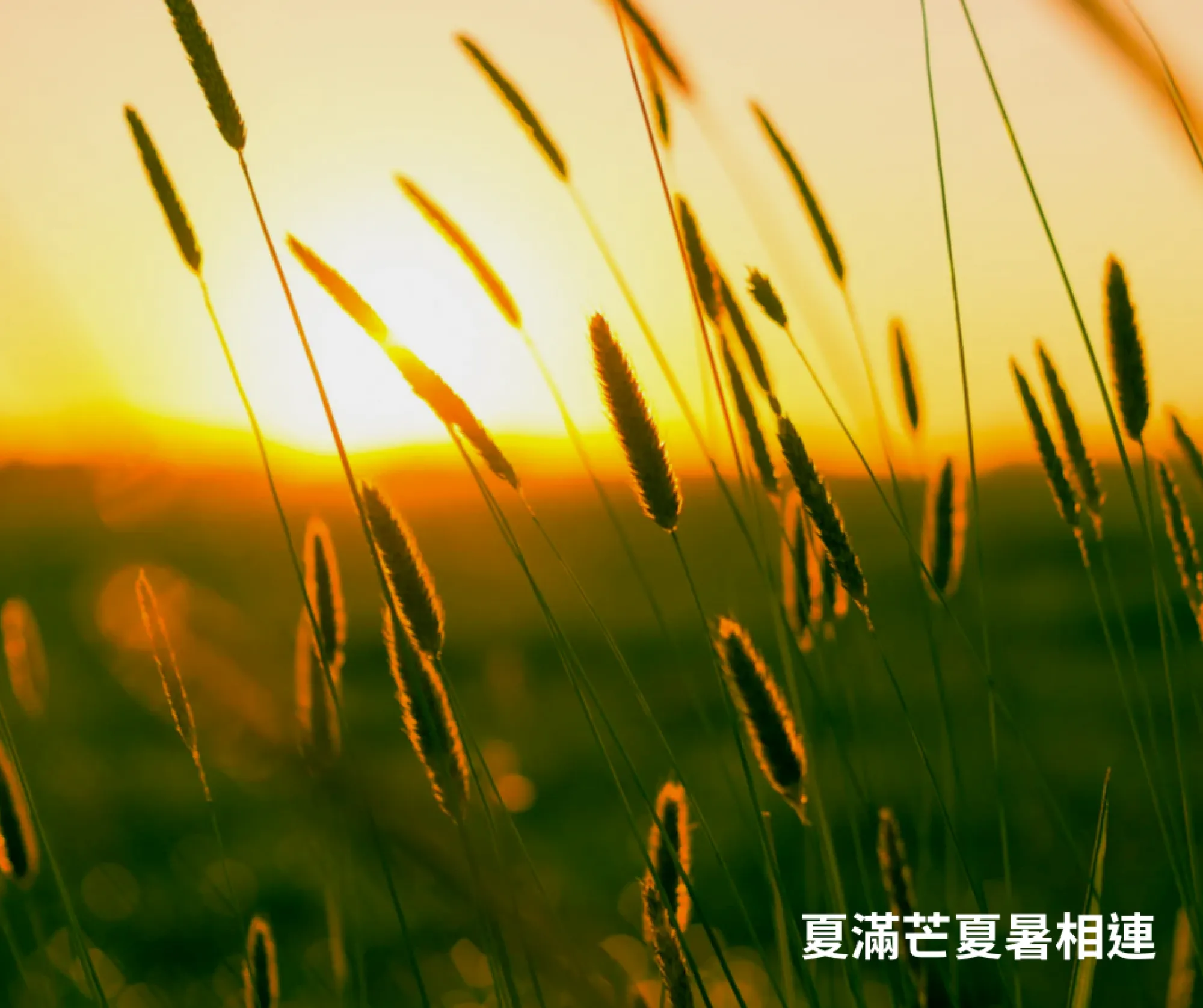 瀞愛天然 ChingLove