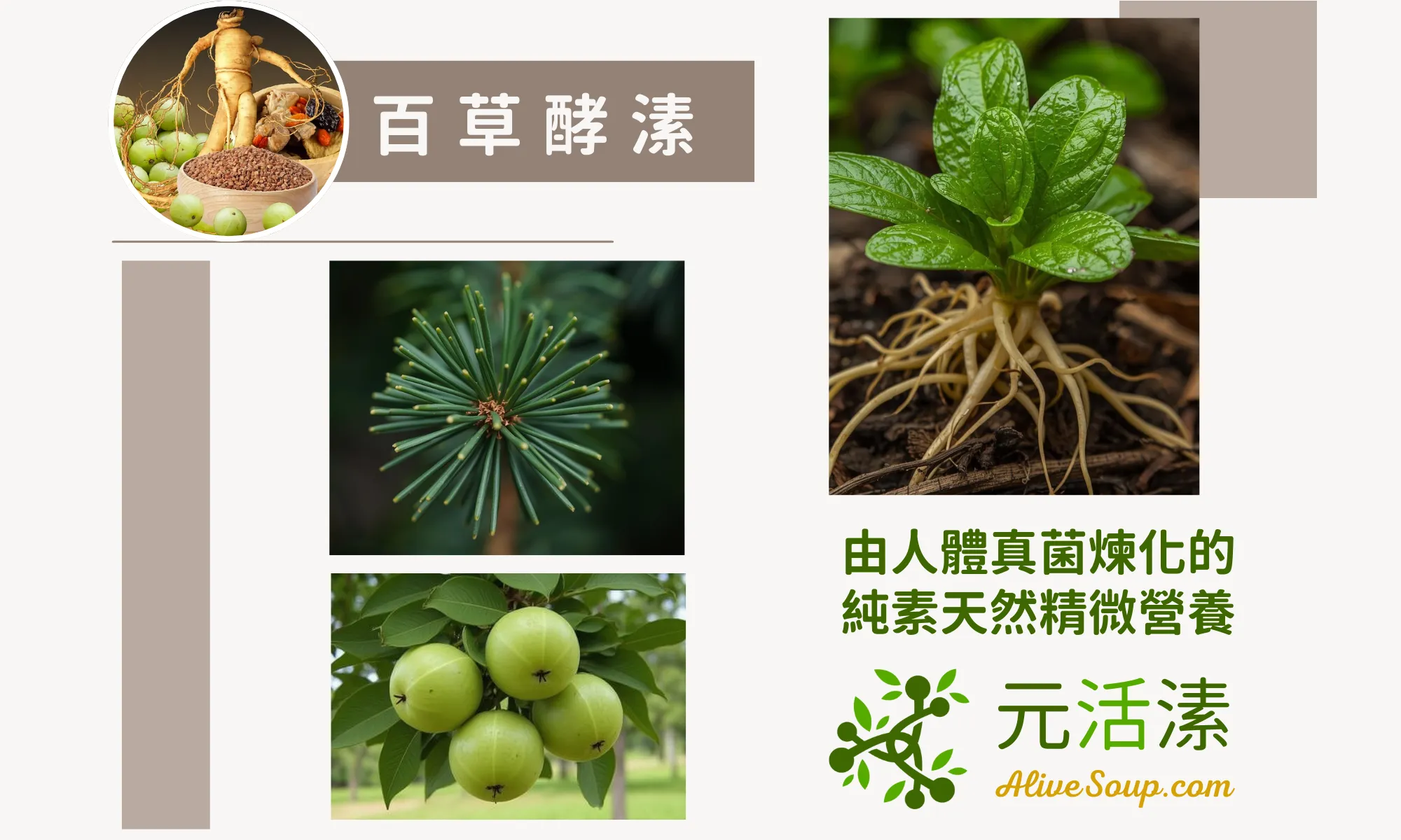 元活溸 AliveSoup.com