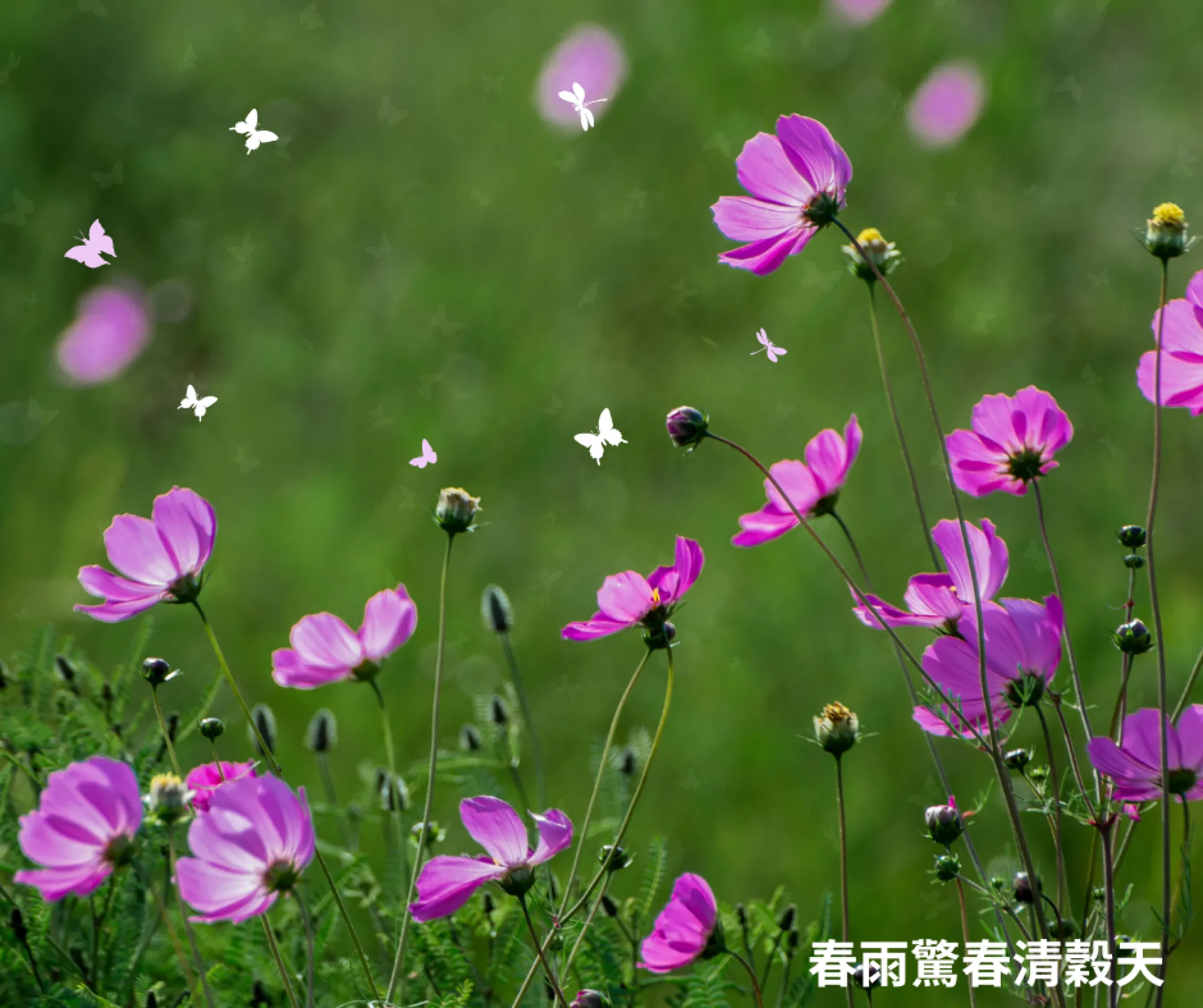 瀞愛天然 ChingLove