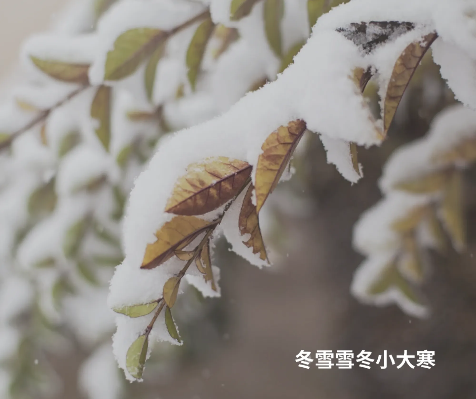 瀞愛天然 ChingLove